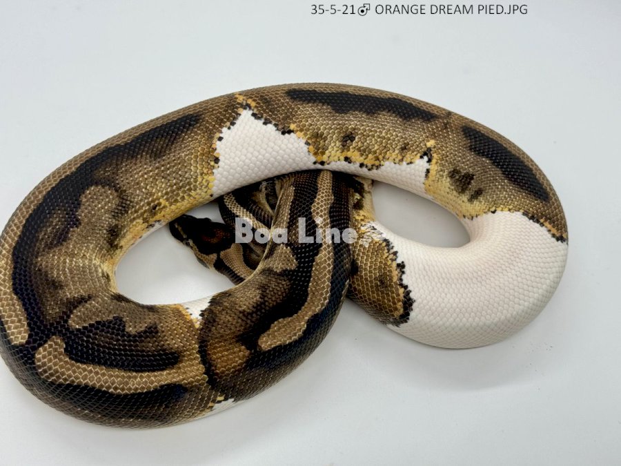 ORANGE DREAM PIED